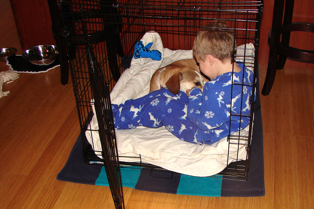 Canine Crate Training